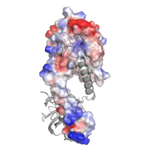 sortase-and-friend-624x624