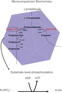 Figure 1. A way of showing the specific biochemistry inside the Clostridium phytofermentans fucose/rhamnose BMC. In this instance, the carbon source is lactaldehyde, Cphy1178 is our aldehyde dehydrogenase enzyme of interest, and the generation of ATP from substrate level phosphorylation is the BMCs main purpose in the cell.