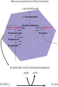 Figure 1. A way of showing the specific biochemistry inside the Clostridium phytofermentans fucose/rhamnose BMC. In this instance, the carbon source is lactaldehyde, Cphy1178 is our aldehyde dehydrogenase enzyme of interest, and the generation of ATP from substrate level phosphorylation is the BMCs main purpose in the cell. 