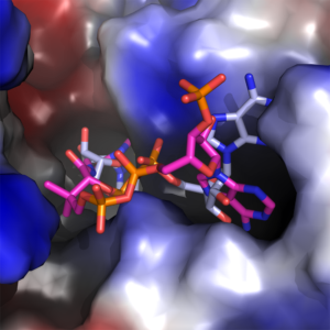 Figure 3. The adenine binding pocket with both NAD+ (blue and grey) and CoA (magenta and orange) configurations shown. 